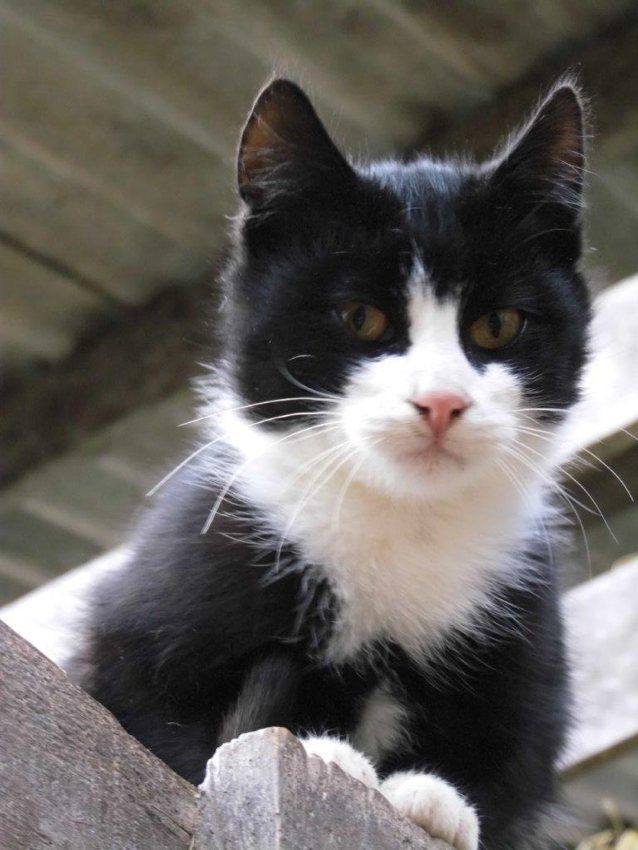 Katze