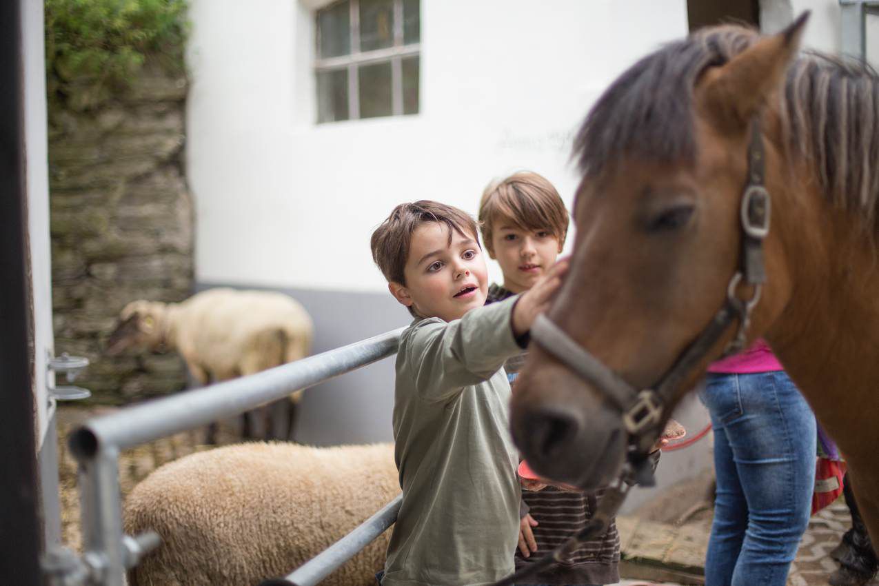 Pferd und Schafe